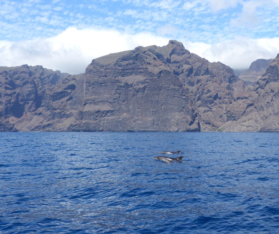 Boat trips in Tenerife